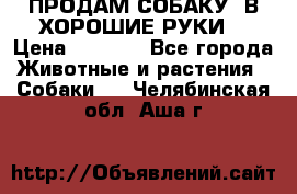 ПРОДАМ СОБАКУ  В ХОРОШИЕ РУКИ  › Цена ­ 4 000 - Все города Животные и растения » Собаки   . Челябинская обл.,Аша г.